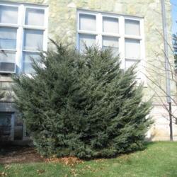 Location: Wayne, Pennsylvania
Date: 2007-12-18
full-grown Blue Hetz Juniper shrub