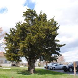Location: Chester County, Pennsylvania
Date: 2016-04-08
mature tree