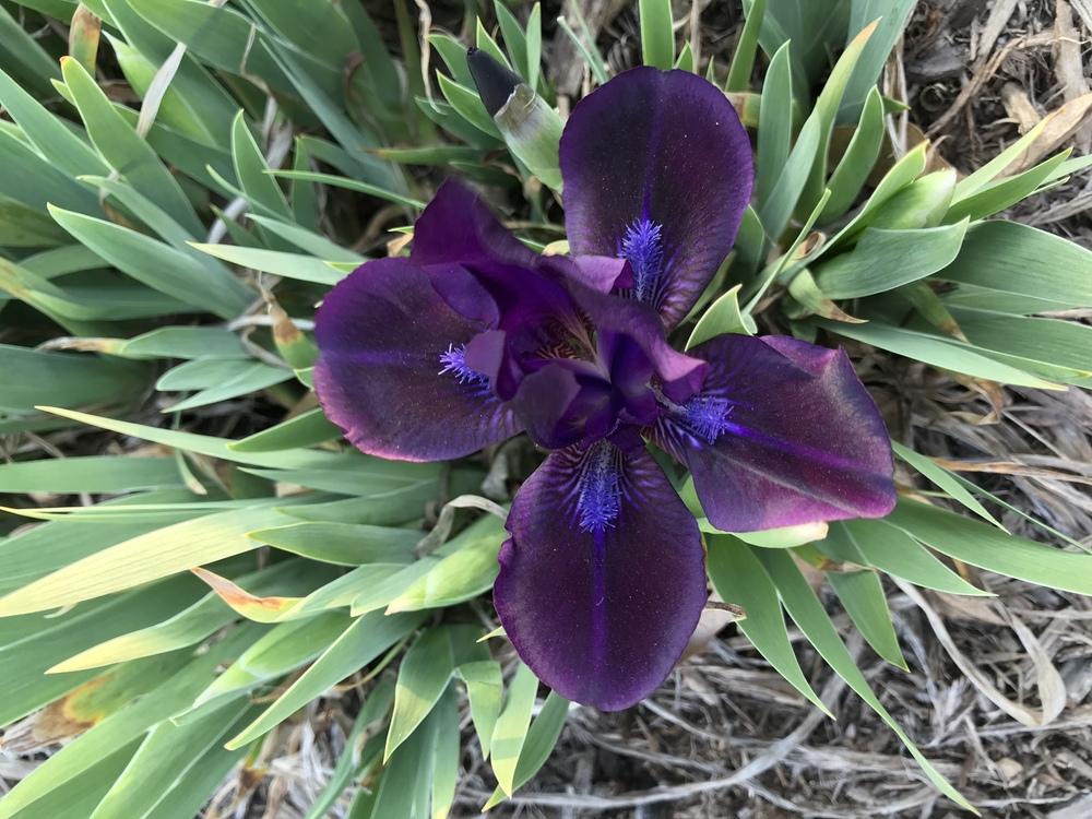 Photo of Standard Dwarf Bearded Iris (Iris 'Jewel Baby') uploaded by Legalily