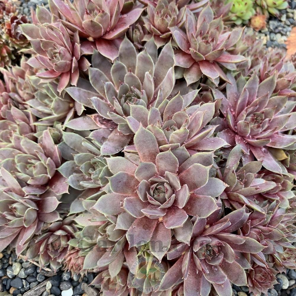 Photo of Hen and Chicks (Sempervivum 'Pacific Blue Ice') uploaded by Patty