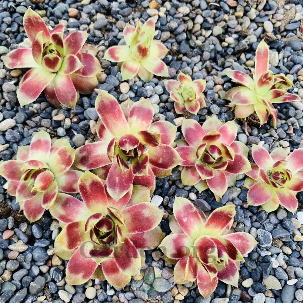 Photo of Hen and Chicks (Sempervivum 'Persephone') uploaded by Patty