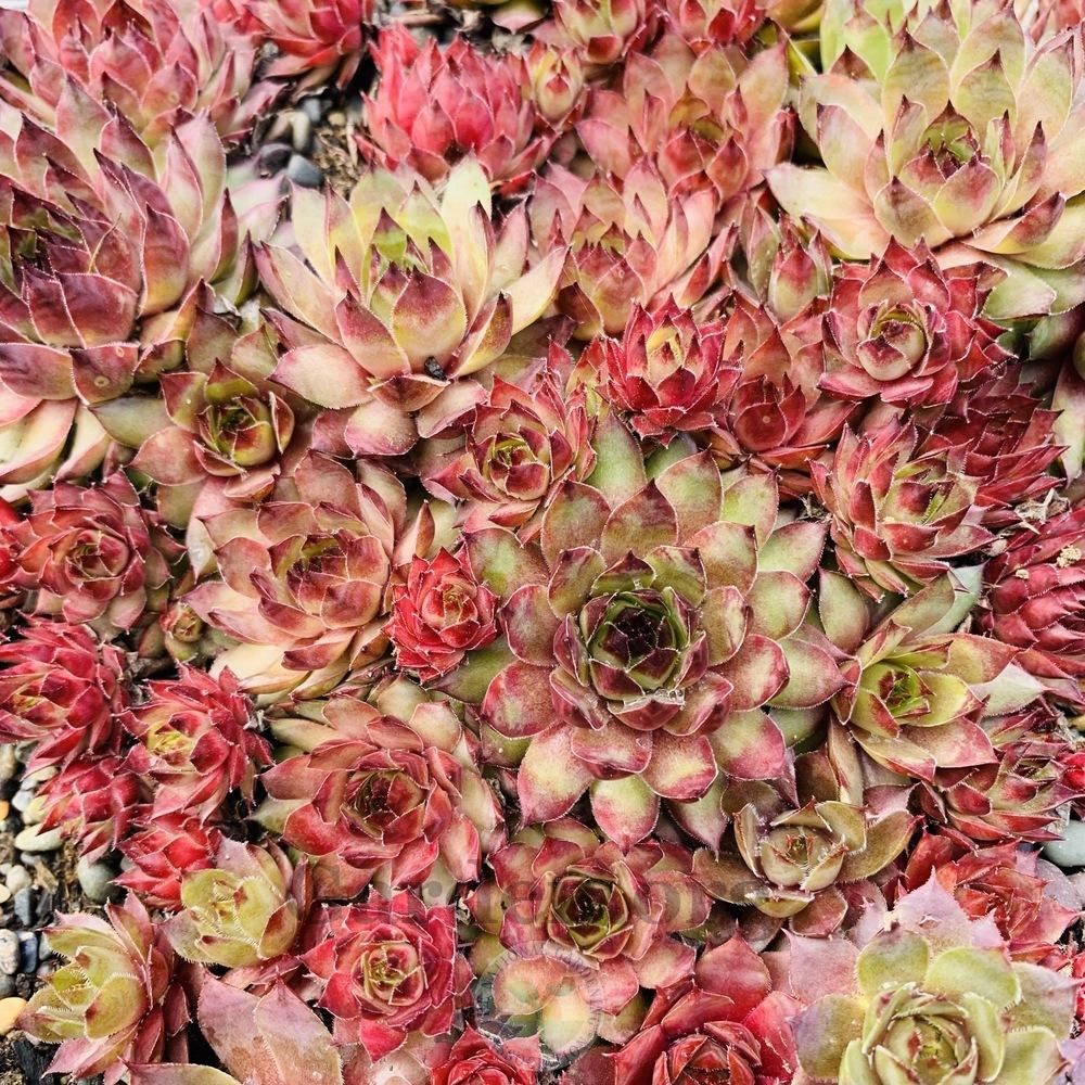 Photo of Hen and Chicks (Sempervivum 'Dallas') uploaded by Patty