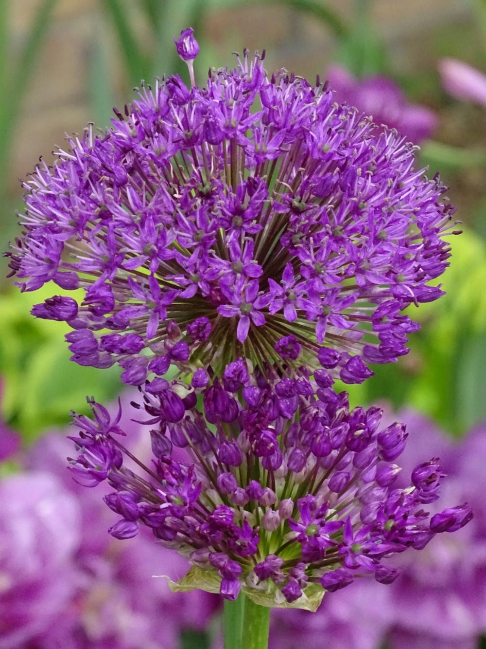Photo of Flowering Onion (Allium 'Purple Sensation') uploaded by TNLaura
