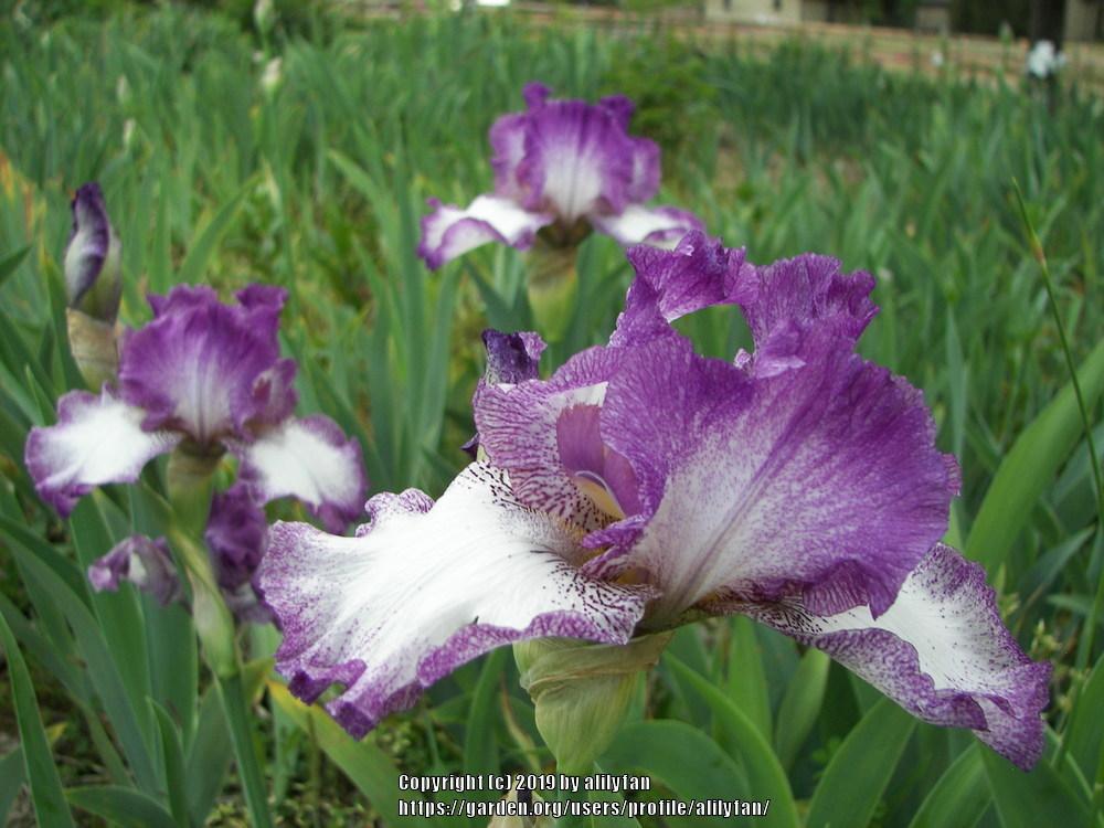 Photo of Tall Bearded Iris (Iris 'Jesse's Song') uploaded by alilyfan