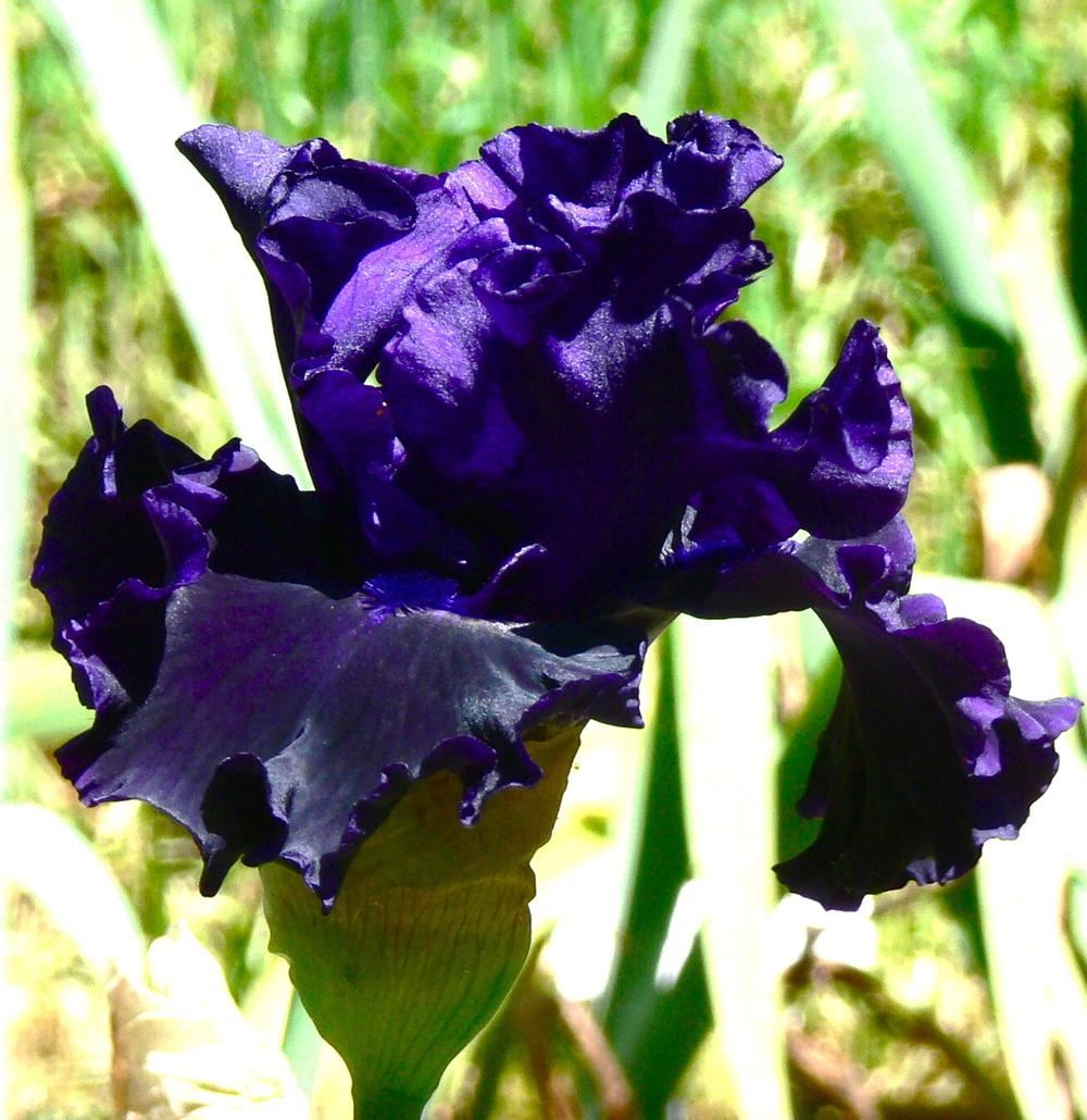 Photo of Tall Bearded Iris (Iris 'Black Lipstick') uploaded by janwax