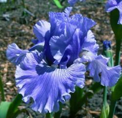 Photo of Tall Bearded Iris (Iris 'Ocean Liner') uploaded by janwax