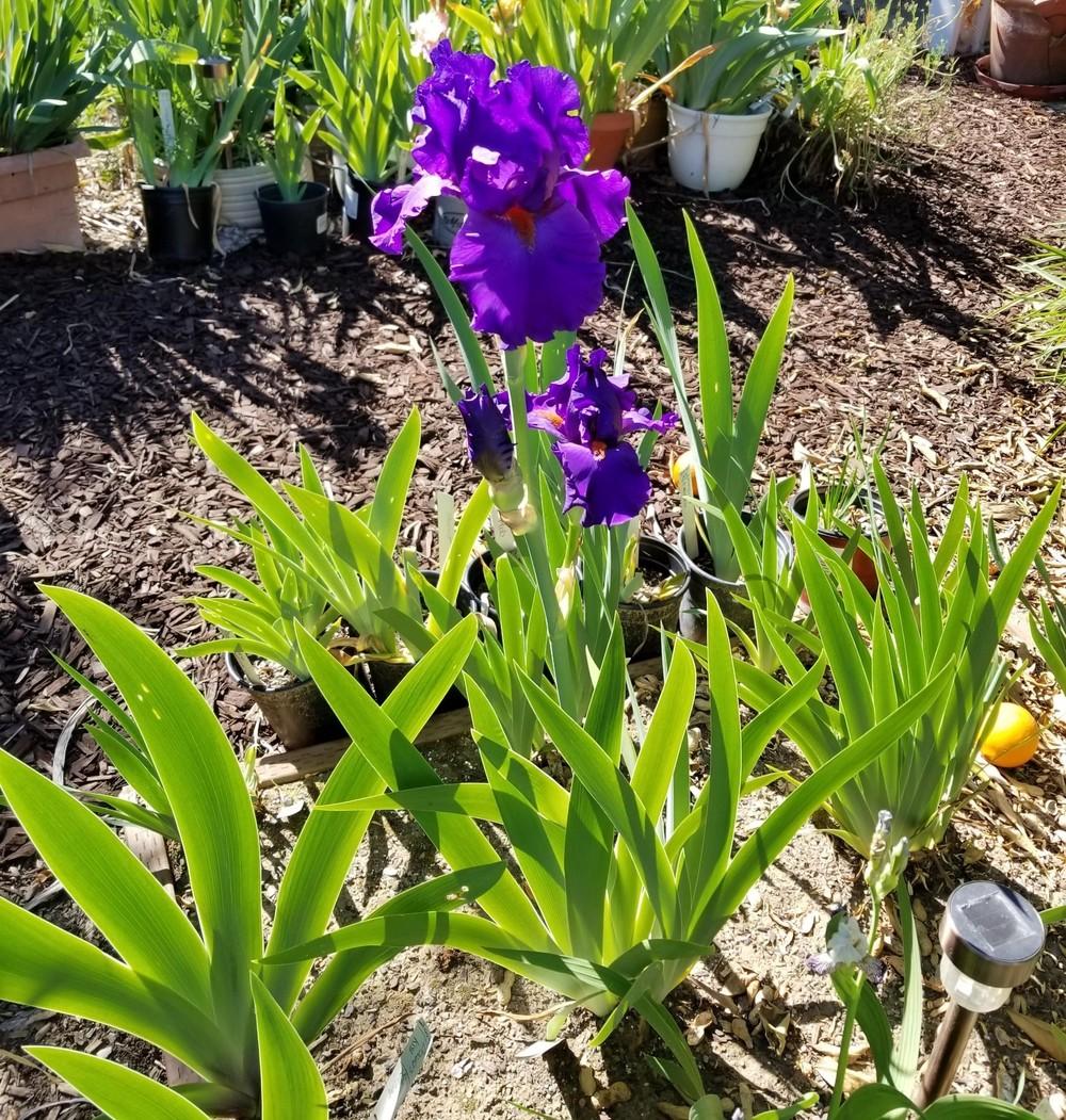 Photo of Tall Bearded Iris (Iris 'Paul Black') uploaded by jigs1968