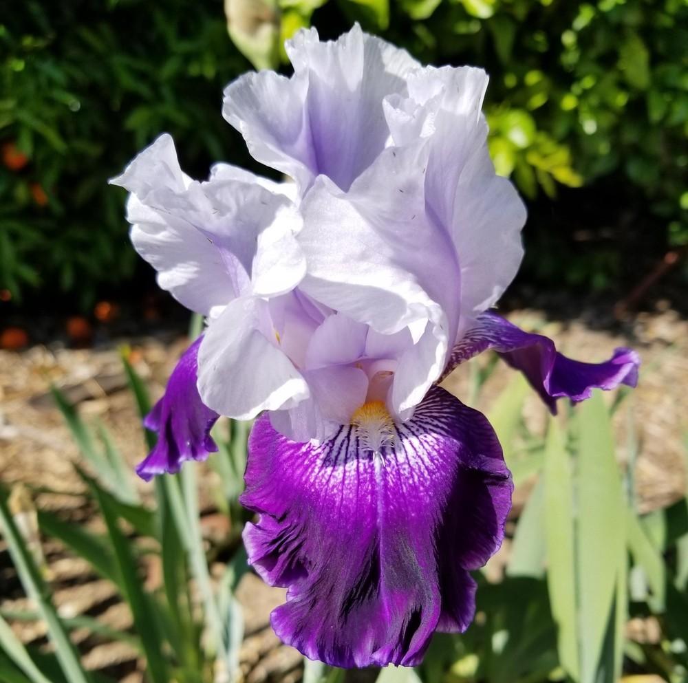 Photo of Tall Bearded Iris (Iris 'Royal Storm') uploaded by jigs1968