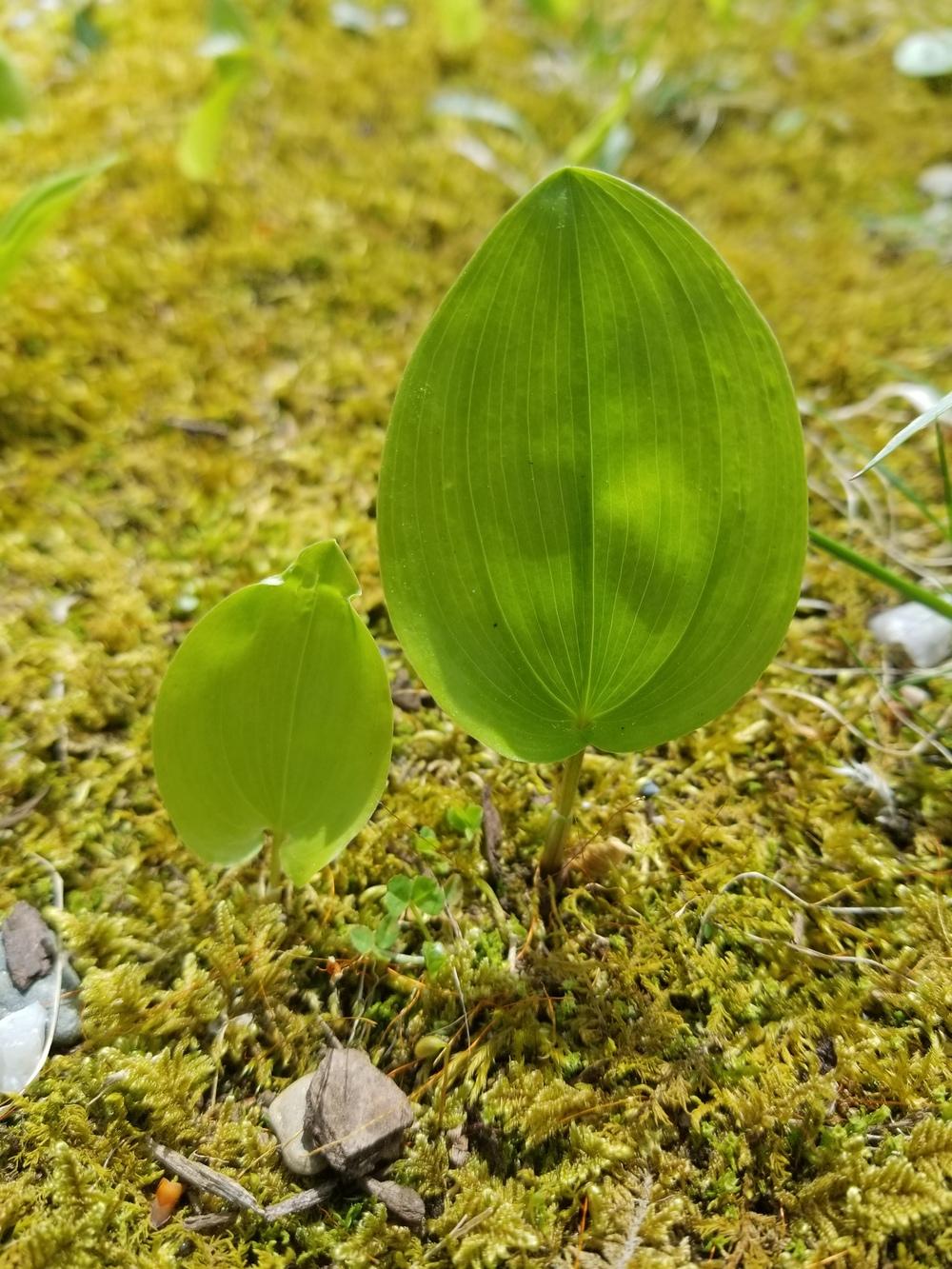 Photo of False Lily of the Valley (Maianthemum canadense) uploaded by rosh002