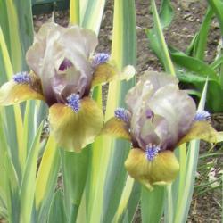 Location: Lincoln NE zone 5
Date: 2019-04-25
The varigated leaves are from another iris growing behind Yummy A
