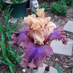 Location: My Caffeinated Garden, Grapevine, TX
Date: 2019-04-11
A beautiful and long blooming iris with very sturdy stalks. Great