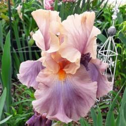 Location: My Caffeinated Garden, Grapevine, TX
Date: 2019-04-22
Gorgeous iris with great form and beautiful flowers! A big thank 