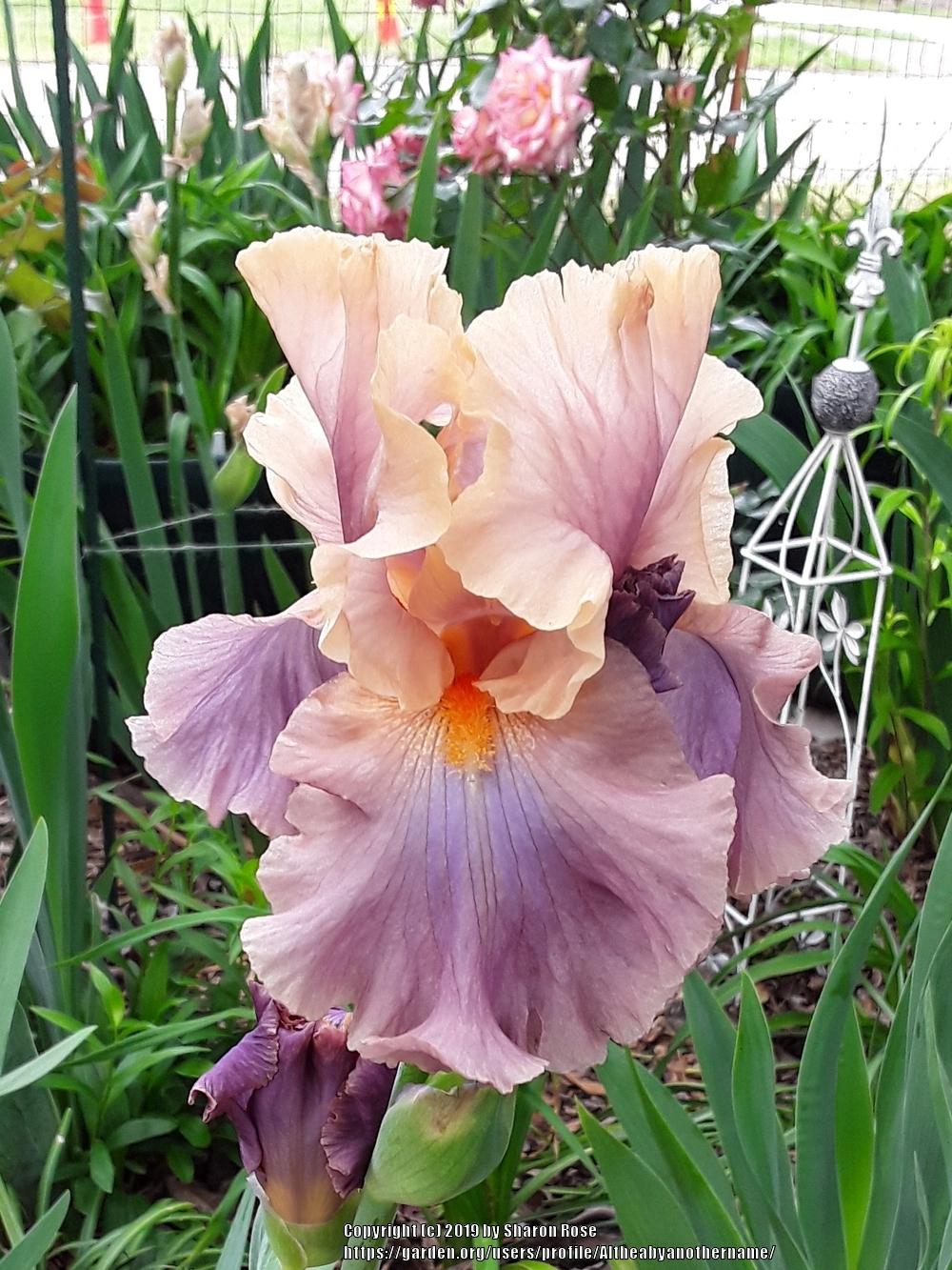Photo of Tall Bearded Iris (Iris 'Chasing Rainbows') uploaded by Altheabyanothername