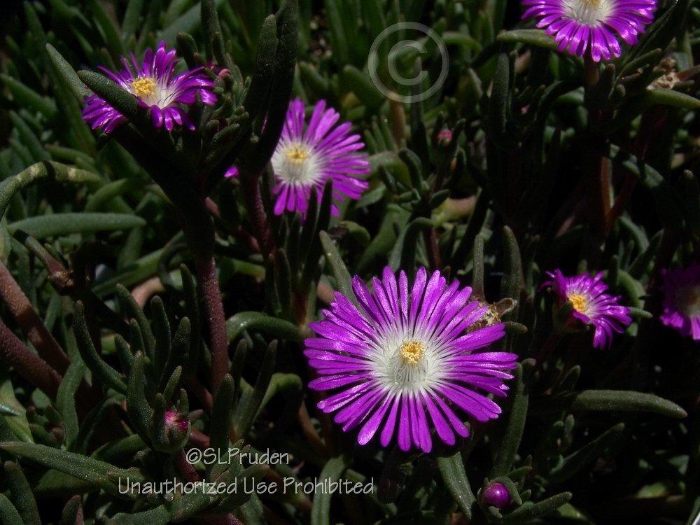 Photo of Ice Plant (Delosperma floribundum Starburst®) uploaded by DaylilySLP