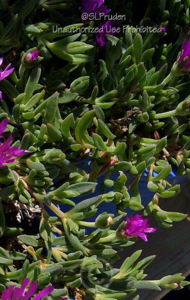 Photo of Ice Plant (Delosperma obtusum Table Mountain®) uploaded by DaylilySLP