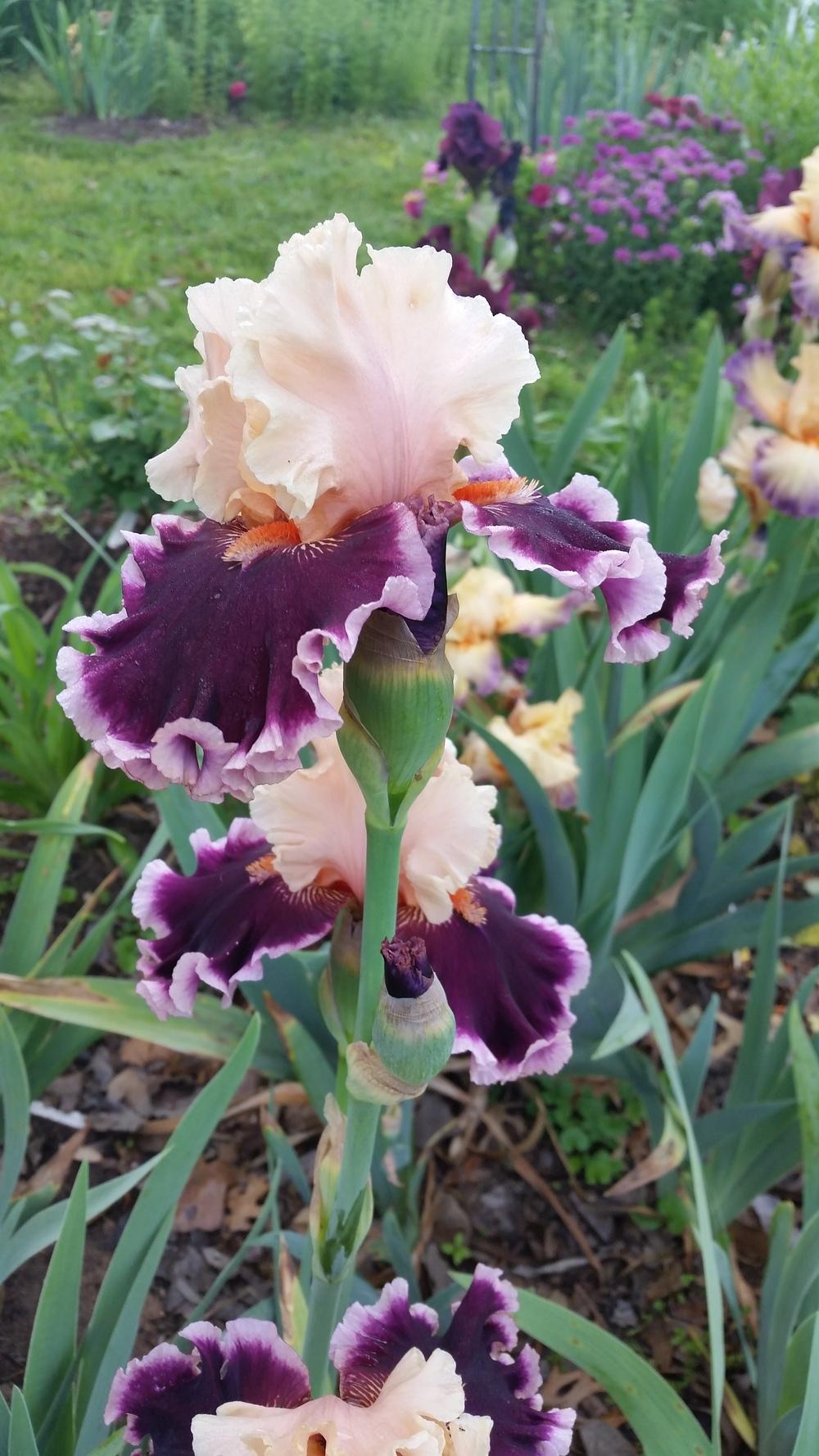 Photo of Tall Bearded Iris (Iris 'Dazzle') uploaded by FAIRYROSE