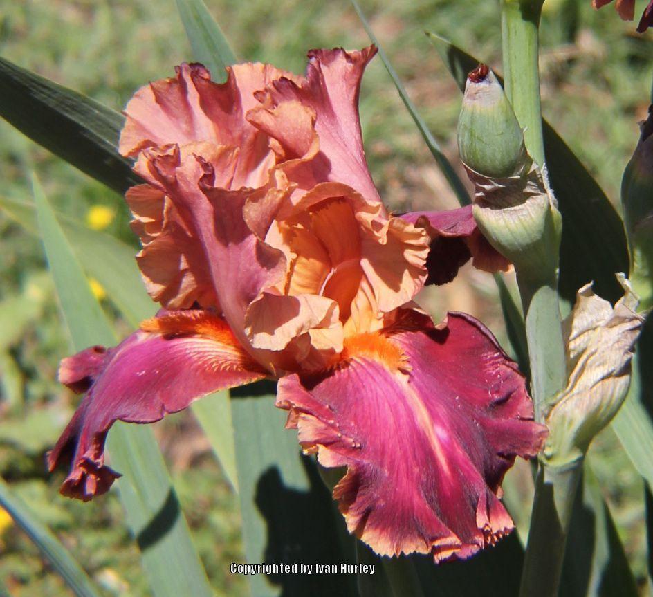 Photo of Tall Bearded Iris (Iris 'Impressionist') uploaded by Ivan_N_Tx