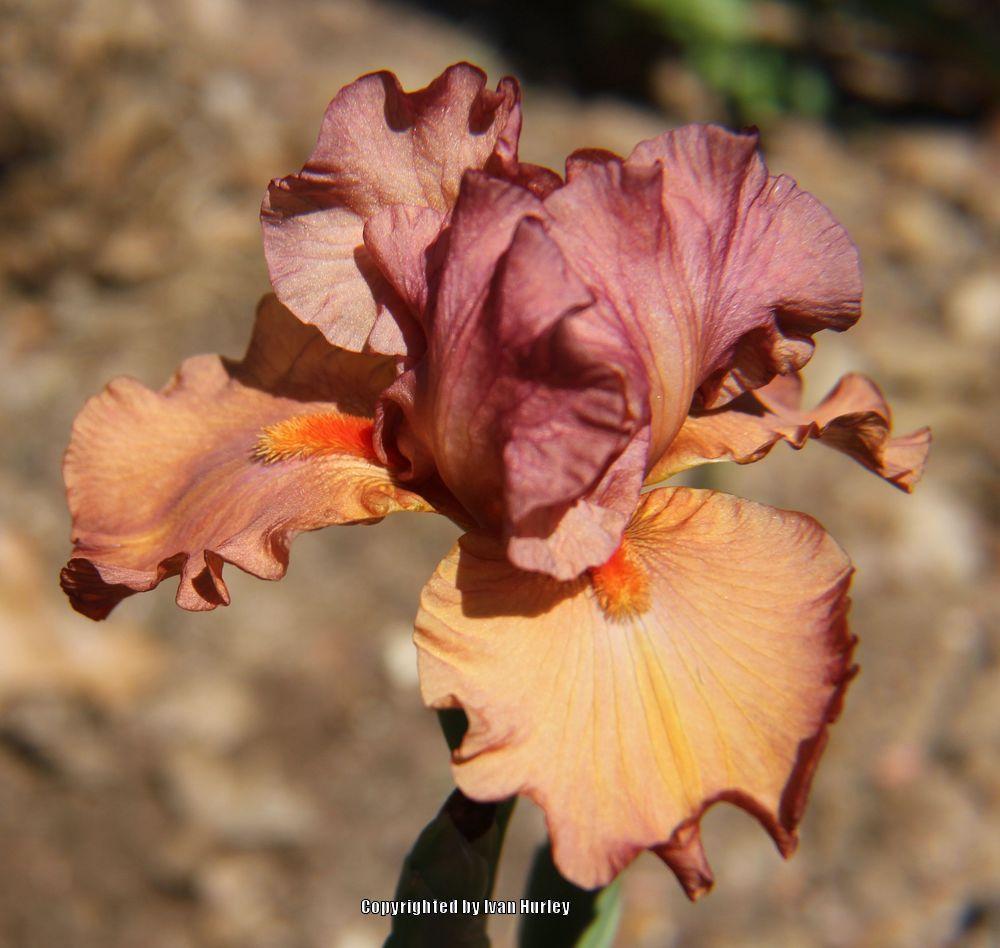 Photo of Tall Bearded Iris (Iris 'Flame Amber') uploaded by Ivan_N_Tx