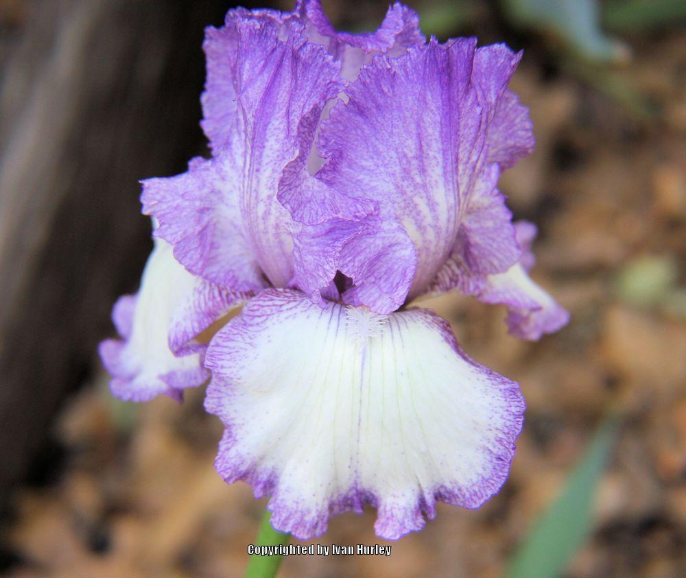 Photo of Tall Bearded Iris (Iris 'Girly Girl') uploaded by Ivan_N_Tx
