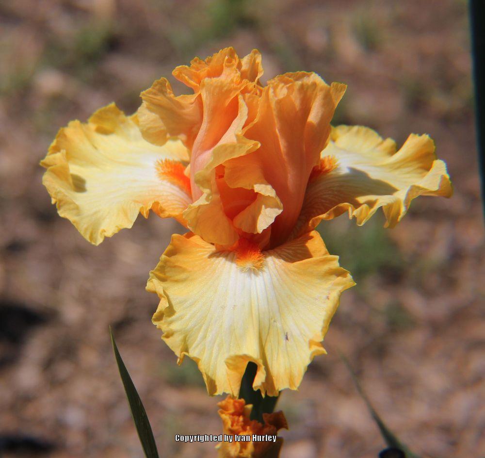 Photo of Tall Bearded Iris (Iris 'Chariots of Fire') uploaded by Ivan_N_Tx