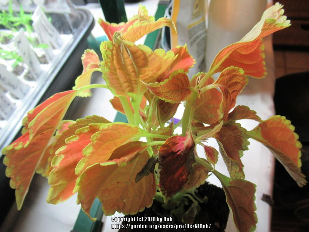 Photo of Coleus (Coleus scutellarioides 'Rustic Orange') uploaded by NJBob
