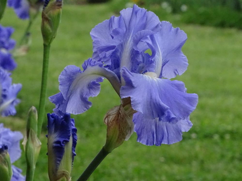 Photo of Tall Bearded Iris (Iris 'Victoria Falls') uploaded by TNLaura