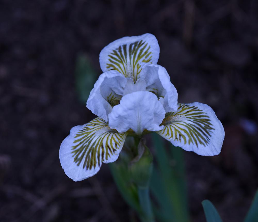 Photo of Standard Dwarf Bearded Iris (Iris 'Snow Tree') uploaded by cliftoncat