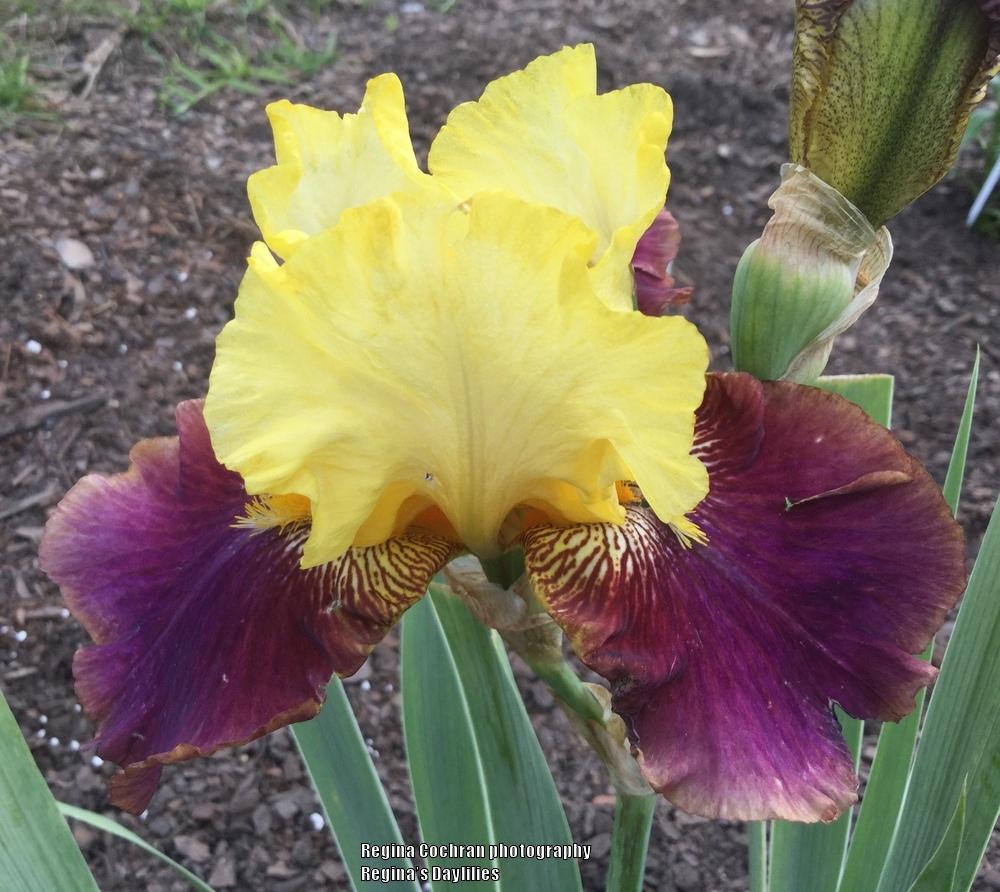 Photo of Tall Bearded Iris (Iris 'Blatant') uploaded by scflowers