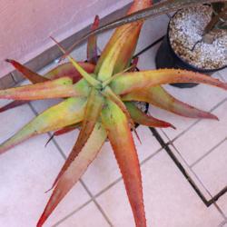 Location: Baja California
Date: 2019-04-24
Aloe castanea hybrid, 3 gallon (10 inch) pot