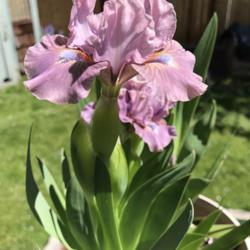 Location: my garden, Puget Sound area, WA
Date: 27 April 2019
color in full sun