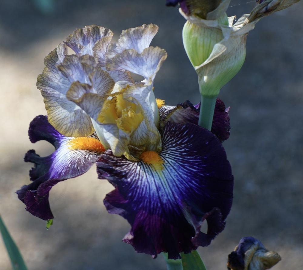 Photo of Tall Bearded Iris (Iris 'Mixed Signals') uploaded by Islandview