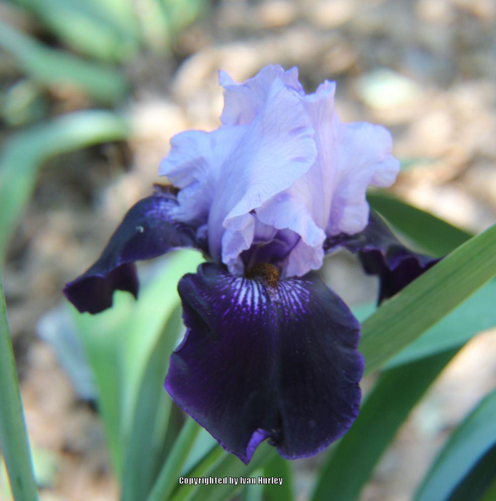 Photo of Tall Bearded Iris (Iris 'Dangerous Mood') uploaded by Ivan_N_Tx