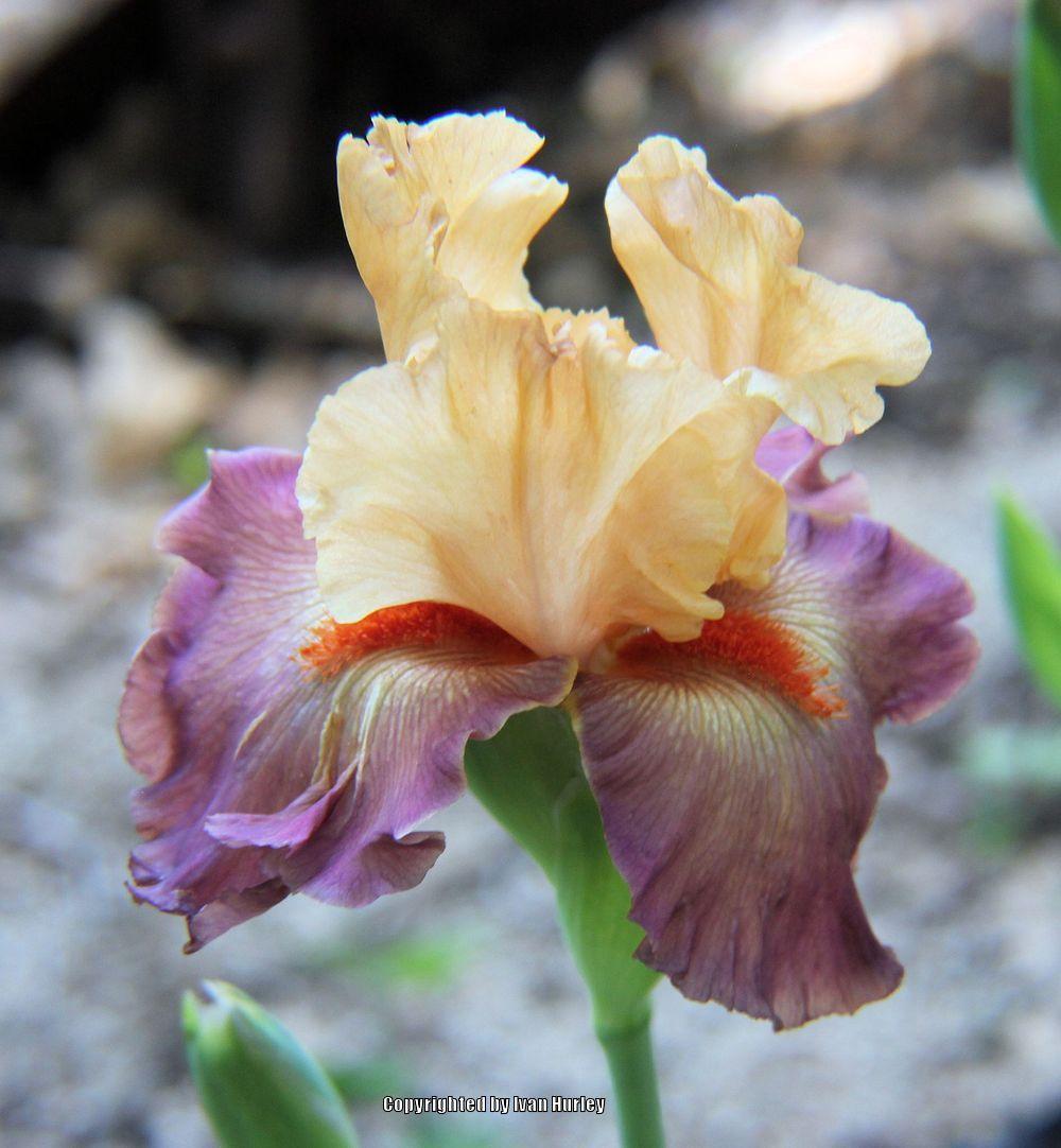 Photo of Tall Bearded Iris (Iris 'Rio') uploaded by Ivan_N_Tx