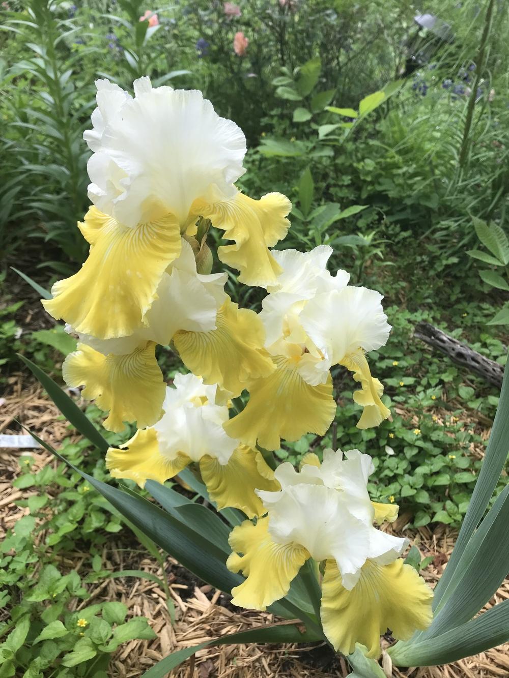Photo of Tall Bearded Iris (Iris 'Lemon Cloud') uploaded by TexasShellie