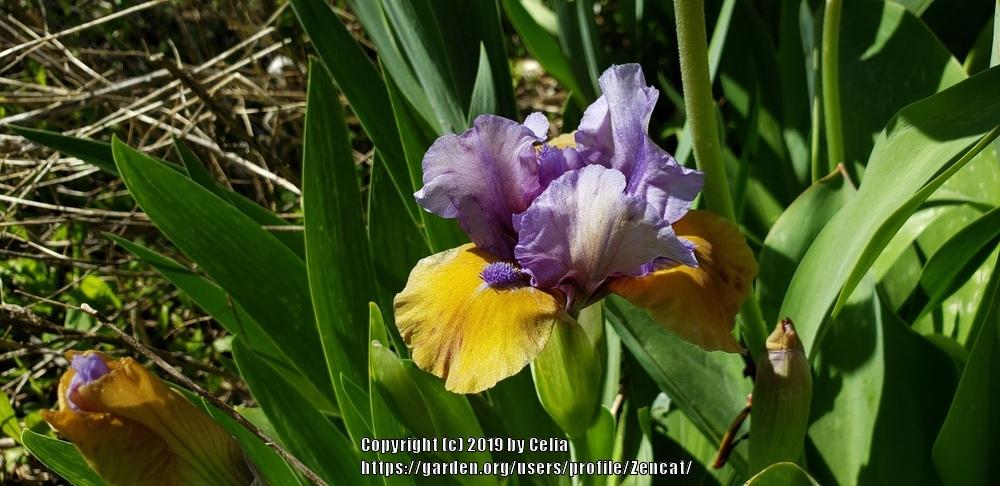 Photo of Standard Dwarf Bearded Iris (Iris 'What Again') uploaded by Zencat