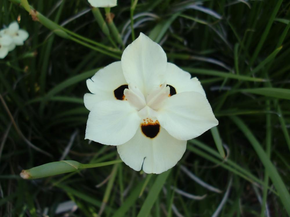 Photo of African Iris (Dietes bicolor) uploaded by carlissa904