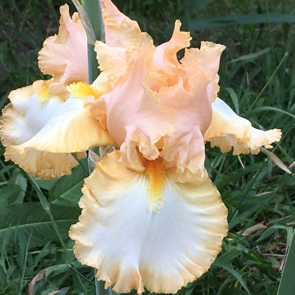 Photo of Tall Bearded Iris (Iris 'Barbara My Love') uploaded by lilpod13