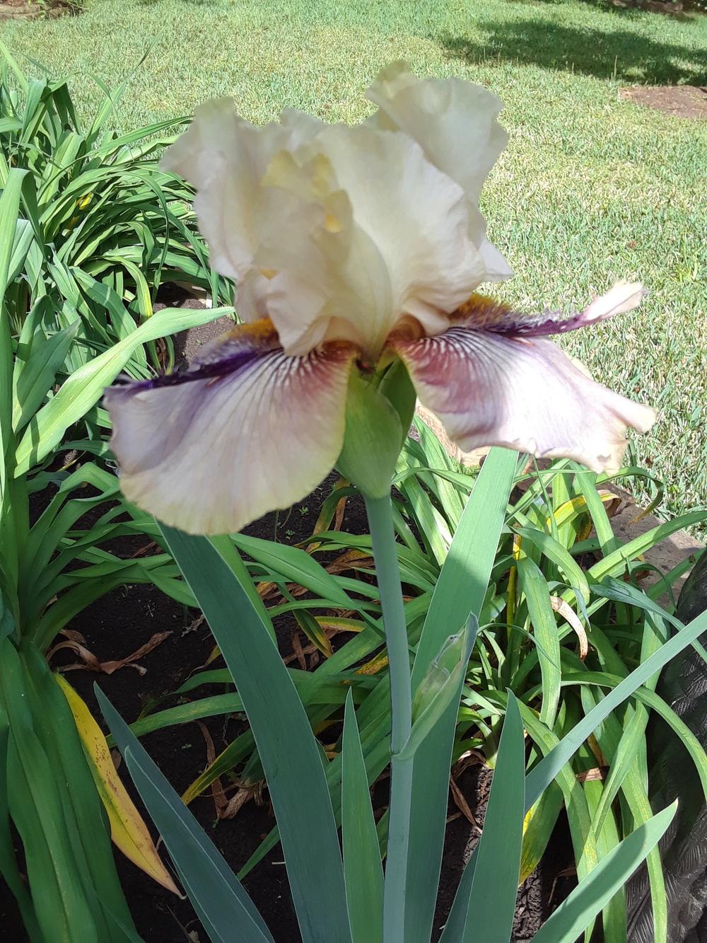 Photo of Tall Bearded Iris (Iris 'Thornbird') uploaded by wgriff46