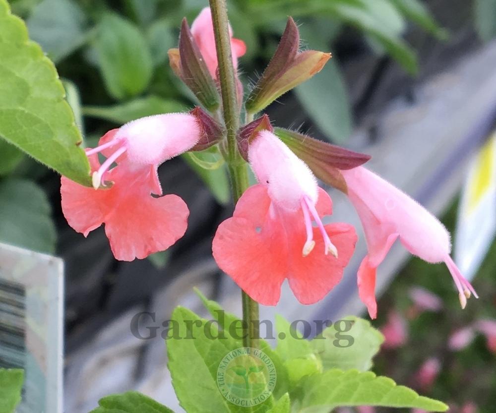 Photo of Sage (Salvia coccinea Summer Jewel™ Pink) uploaded by BlueOddish