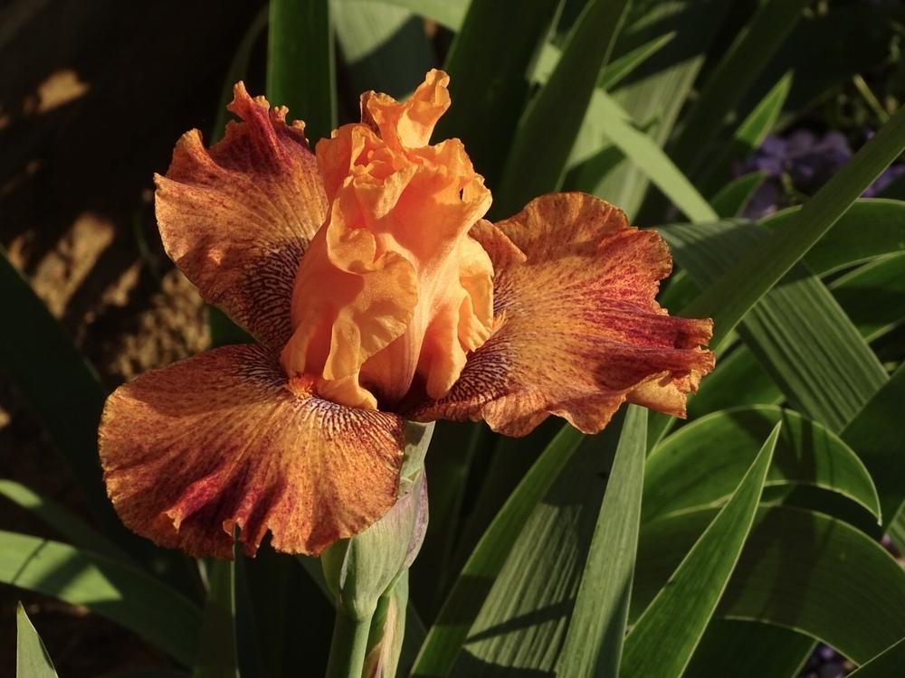 Photo of Border Bearded Iris (Iris 'Wild') uploaded by TNLaura