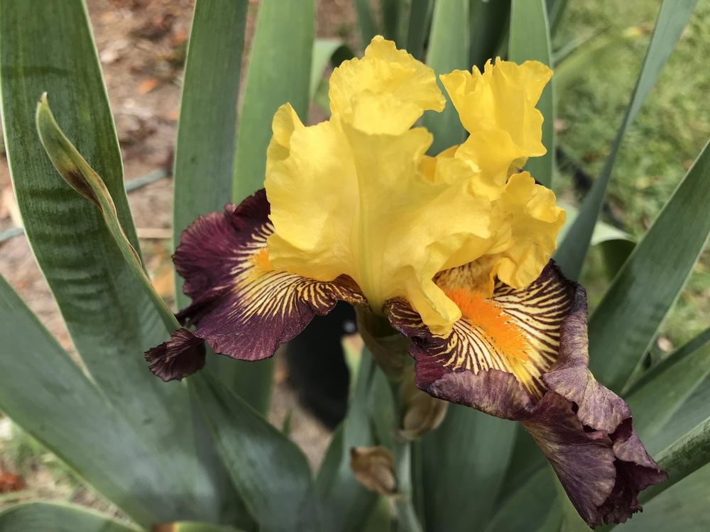 Photo of Tall Bearded Iris (Iris 'Pirate Ahoy') uploaded by aikenforflowers