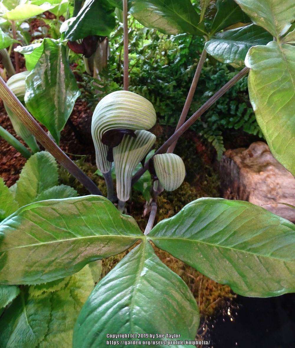 Photo of Cobra Lily (Arisaema ringens) uploaded by kniphofia