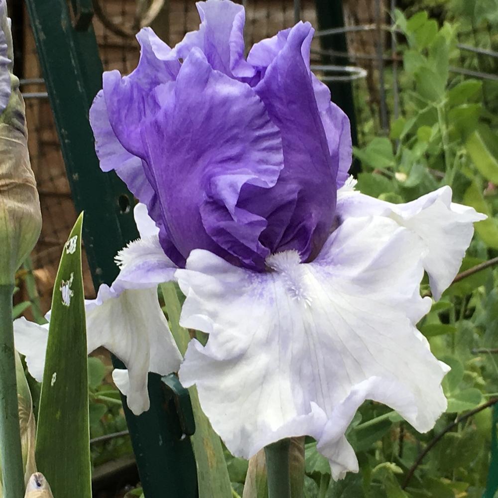 Photo of Tall Bearded Iris (Iris 'Crowned Heads') uploaded by lilpod13