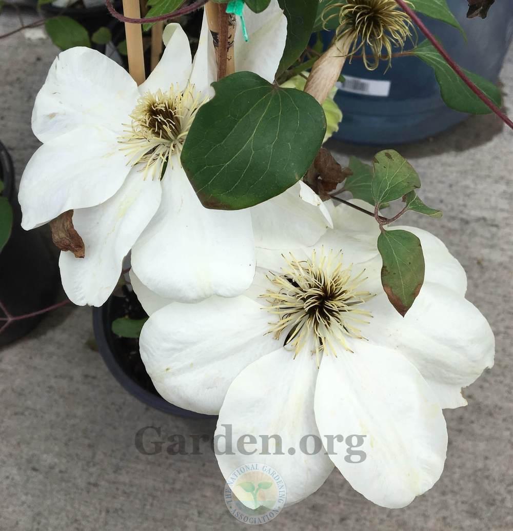 Photo of Clematis 'Guernsey Cream' uploaded by BlueOddish