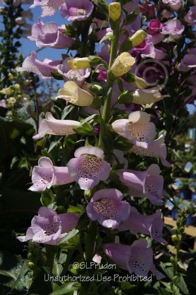 Photo of Foxglove (Digitalis purpurea Camelot™ Lavender) uploaded by DaylilySLP