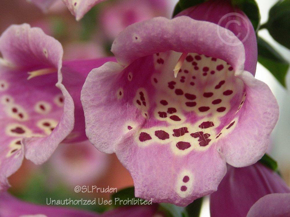 Photo of Foxglove (Digitalis purpurea Camelot™ Rose) uploaded by DaylilySLP