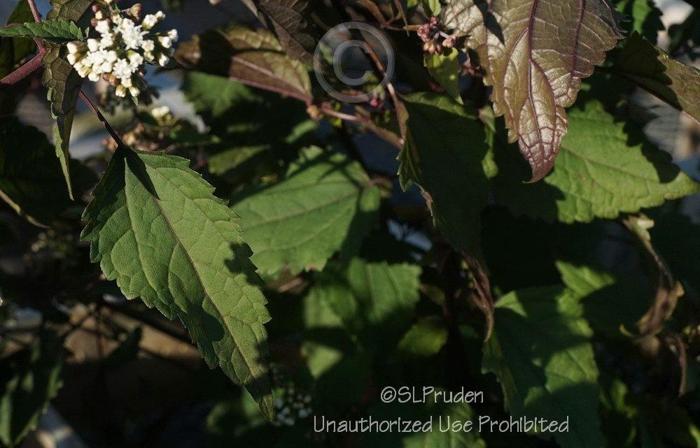 Photo of White Snakeroot (Ageratina altissima 'Chocolate') uploaded by DaylilySLP