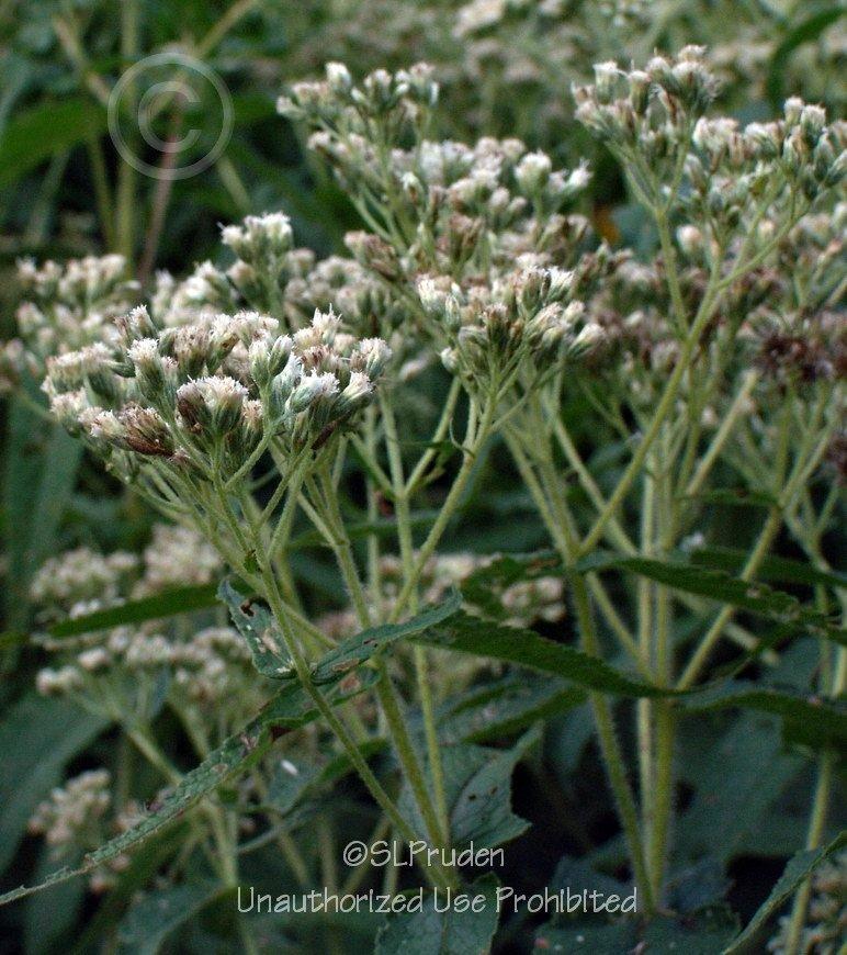 Photo of Common Boneset (Eupatorium perfoliatum) uploaded by DaylilySLP