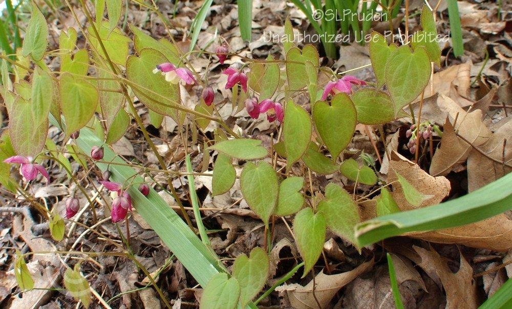 Photo of Red Barrenwort (Epimedium alpinum 'Rubrum') uploaded by DaylilySLP