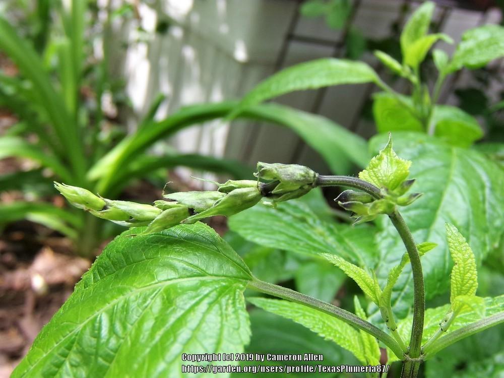 Photo of Anise-Scented Sage (Salvia coerulea 'Black and Blue') uploaded by TexasPlumeria87